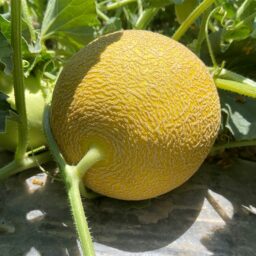 Seminis_Melon_Galsun_3 Seminis_Melon_Galsun_3